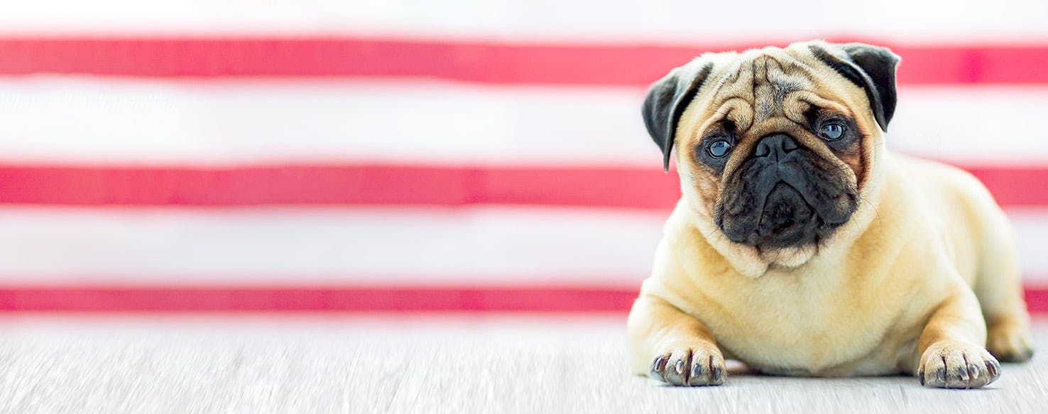 Dog Names That Start With Sl Popular Male And Female Names Wag 